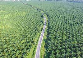 Malaysia Dan Indonesia Tekan Inggris Atas Larangan Minyak Kelapa Sawit