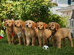 Air Buddies Gallery Air Buddies Movies Air Bud Disney Movies To Watch