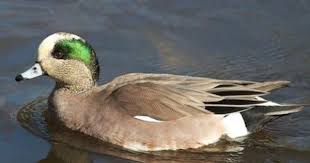 Black Bird With White Chest Colorado American Widgeon 3 9 13 Lake Sacajawea Longview Wa Bird Life List Birds Ornithology