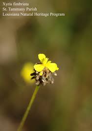 Image result for Xyris schliebenii