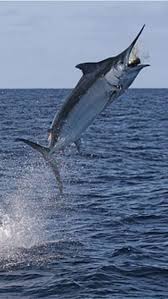Black Marlin I M A Ladyangler Besocial And Follow Me Southfloridah2o On Http Twitter Com Southfloridah2o Faceb Peixes Equipamento De Pesca Animais