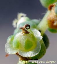 Image result for Salsola rabieana