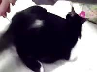Zoophilia Porn With Men On Madnessporn