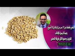 الشعير يخلصك من ١١ سم من كرشك فى ١٢ أسبوع وصية الرسول للإكتئاب للقولون وحصوة الكلى طريقة التحضير Youtube In 2021 Food Animals Healty Food Dog Food Recipes