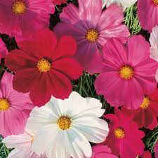 Cosmos Seeds Sensation Mixed Colors Flower In 2021 Cosmos Flowers Flower Seeds Flower Images