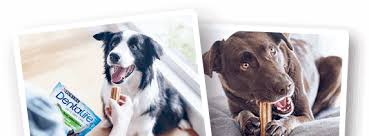 skolko zubov u sobaki purina dentalife