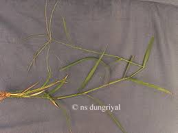 Image result for Enteropogon