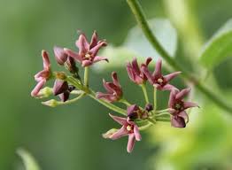 Image result for Cynanchum