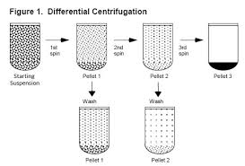 Basics Of Centrifugation From Cole Parmer