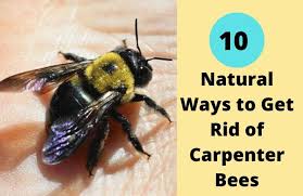 For this step, it's smart to use a foaming spray made especially for carpenter bees. 10 Natural Ways To Get Rid Of Carpenter Bees