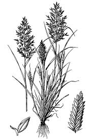 Image result for Eragrostis cilianensis