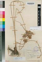 Image result for Pycreus permutatus