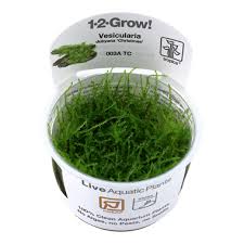 5 friends of aquarium mosses. Vesicularia Montagnei Christmas Tropica Aquarium Plants