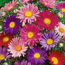 China Aster Seeds Single Mix American Meadows Aster Flower Wildflower Seeds Flower Seeds