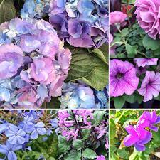 Can T Get Enough Of This Colors Purple Lilac And Violet Flowers Are In My Wish List For When I Have A House With Violet Flower Patio Style Challenge Flowers