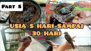 Jangan lupa subscribe like share. Perkembangan Burung Kapasan Kemiri Cupon Putih Jarak An Dari Umur 5 Hari Sampai 30 Hari Youtube