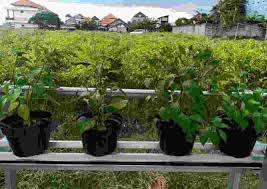 Yuk, simak di artikel ini Sistem Yumina Solusi Budidaya Ikan Dan Berkebun Di Lahan Sempit Laksara Id