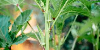 Keep this knowledge in mind for your chosen variety (note it in your gardening journal!) and pick the rest when they're 2 to 2 1/2 inches long instead. 9 Secrets To Growing Okra In Your Garden My Desired Home