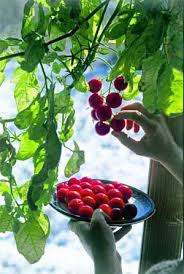 Winter Tomatoes Jardinage Jardin Potager Jardinage Interieur