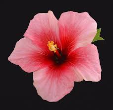 Pin On Acrylic Paint Inspirations Flowers
