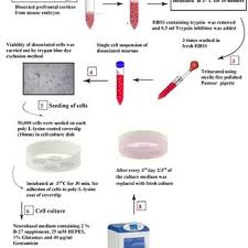 Animal cell culture introduction types methods and. Flow Chart Showing The Steps Employed During The Primary Culture Of Download Scientific Diagram