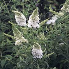 Image result for buddleia davidii