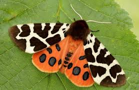 First comes a butterfly and lays an egg, out comes a caterpillar with many legs, oh see the caterpillar spin and spin, a little chrysalis to sleep in. Are Moths Poisonous Cats And Can Cats Eat Moths Pet Care Advisors