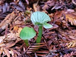 Image result for Ozoroa viridis