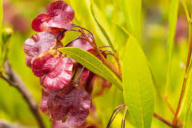 Image result for Dodonaea viscosa