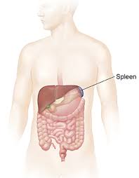 Organs on the left side of your abdomen that might cause pain include: Understanding A Bruised Spleen Saint Luke S Health System