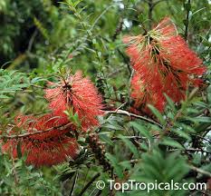 Image result for Melaleuca sp. A (Biegel 5741)
