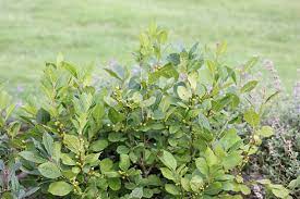Ultimate Guide To Winterberry Holly Proven Winners