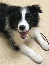 Gibson Happenstance Border Collies