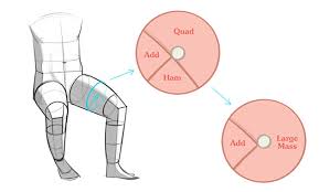 Here you can explore hq leg muscle transparent illustrations, icons and clipart with filter setting like size, type, color etc. How To Draw Legs The Adductors Proko