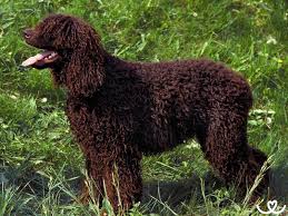 Image result for irský vodní španěl