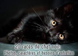 20 Races De Chat Noir Photos Caracteres Et Besoins D Entretien Monchat Ca