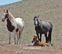 Pin By Mary Dibble On Animals Unlimited Com And Also On Fb Mary Niesl Dibble Art Wild Horses Mustang Horse Beautiful Horses