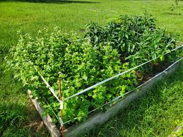 How to cover garden bed. Using A Buckwheat Cover Crop In Raised Bed Gardens Gardening In The Panhandle