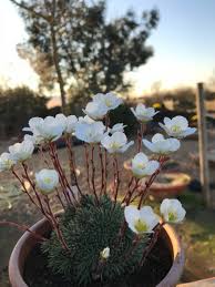 Image result for Galiniera saxifraga