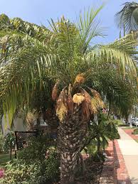 The insects attach to fronds and branches to feed on phloem sap, robbing the foliage of moisture and nutrients. Pygmy Date Palm Phoenix Roebelenii