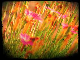 Patio/garden in pueblo west, colorado. Breath Of Fresh Air Flowers In Pueblo West Colorado Breath Of Fresh Air Photography Pueblo West
