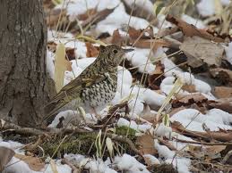 Image result for トラツグミ