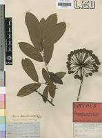 Image result for Uvaria welwitschii