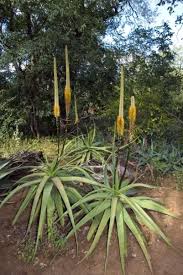Image result for Aloe spicata