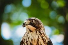 Wachusett Mountain Hawk Watch