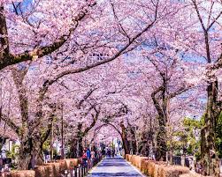 I can be either sub/dom or a futa. Sakura Blossoms Finding Hope For The Future Outdoortrip