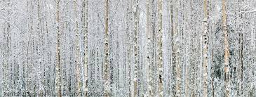 A birch tree wedding cake fits a winter or fall themed wedding well. Snowy Birch Trees In Fairbanks Alaska Alaskaphotographics