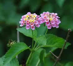 Image result for Lantana camara