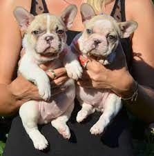 Bouledogue or bouledogue français) is a breed of domestic dog, bred to be companion dogs. Sold Cooper French Bulldog Breed