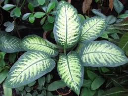 Check spelling or type a new query. Houseplants That Are Poisonous To Dogs And Some Safe Alternatives Pawshake Blog